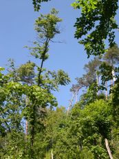 abgestorbene Bäume 1.jpg